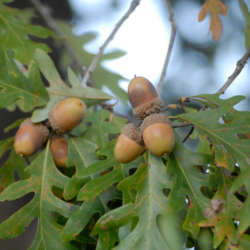 image of white oak acorns on the tree.